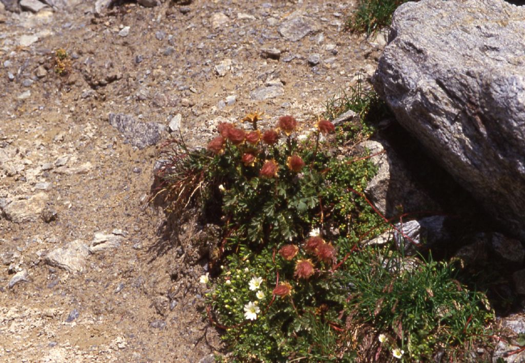 Pianta alpina - Geum reptans